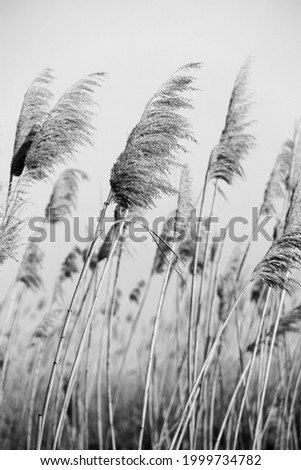 Dry reed outdoor in  colors, reed layer, reed seeds. Black and white reed grass, pampas grass. Abstract natural background. Beautiful pattern with neutral colors. Minimal, stylish, trend