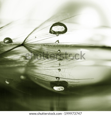 Macro, abstract composition with water drops on dandelion seeds 