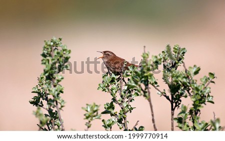 Singing wren perched on a bush