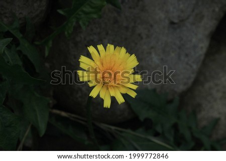 yellow hieracium maculatum plant flower macro photo