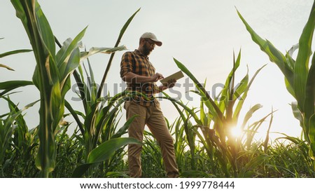 Agronomist farmer man using digital tablet computer in a young cornfield at sunset or sunrise Royalty-Free Stock Photo #1999778444