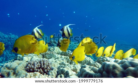 Butterfly fish.  Chaetodontidae. Masked Butterfly Fish - This butterfly fish grows up to 23 cm, is more common in pairs and sometimes in small schools.