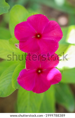 Pictures of beautiful pink flowers up close in the park 