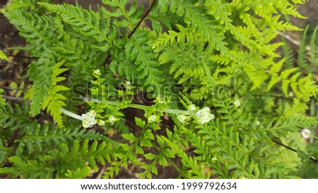 Background photo of wild ferns growing in the garden on the side of the residential road