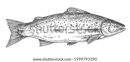 Whole fresh fish salmon on white background. Vintage vector engraving monochrome black illustration. Hand drawn design in a graphic ink style.