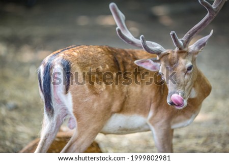 Fallow Deer at Varna Zoo