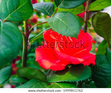 Close-up, leaves on a bush of a red rose, natural background 