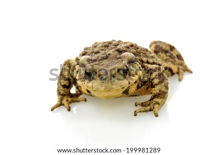 Toad isolated on a white background 