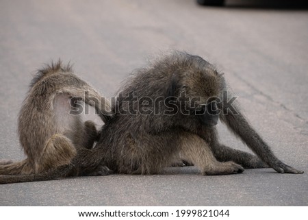 Side view of one baboon grooming another baboon while sitting on tarmac road.