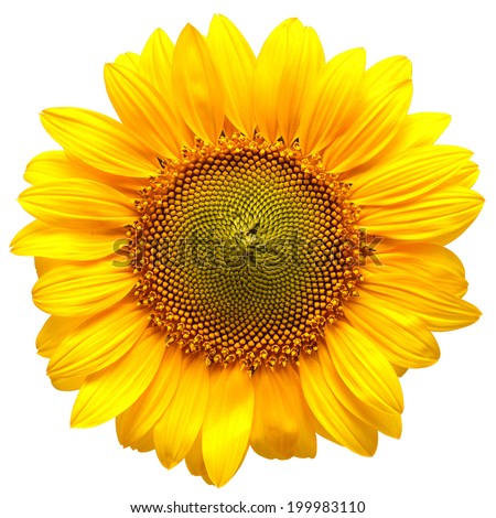 Sunflower isolated on white background Royalty-Free Stock Photo #199983110