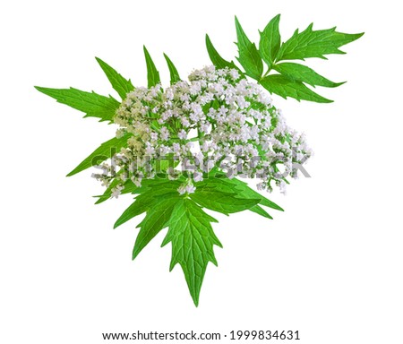 Valerian herb flower sprigs isolated on white background. Save work path Royalty-Free Stock Photo #1999834631