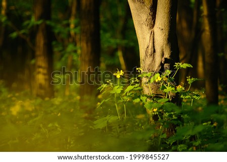 Green trees with yellow spring flowers in the park and sunlight