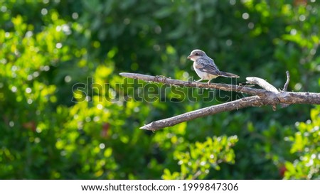 Woodchat Shrike bird in its natural habitat at noon on a hot day
