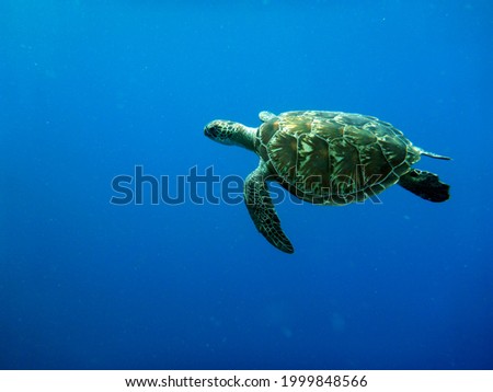 Lombok, Indonesia, November 4th, 2013 : very fascinating sight of a turtle in the water.