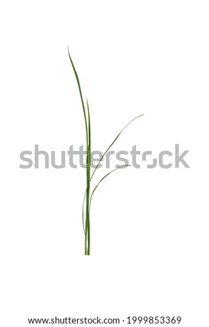 Green fresh grass isolated on white background.