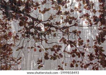 leaves of a tree with bamboo background