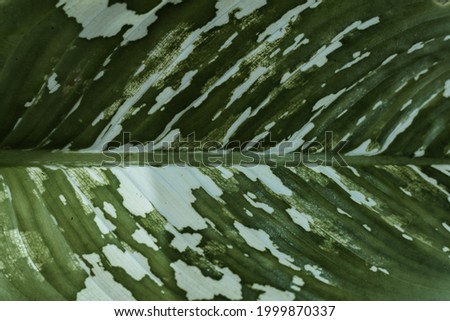 Natural green background, tropical plant leaf texture.