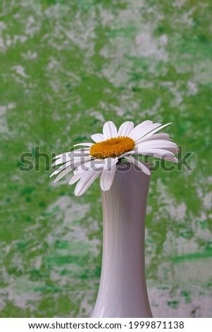white daisy in a vase