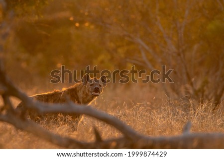 photo of an adult Hyena in golden light
