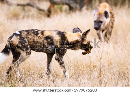 A spotted hyena trying to steal an African wild dog's kill.