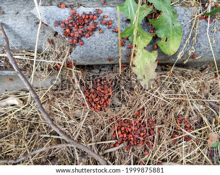 Many soldier bugs in a garden