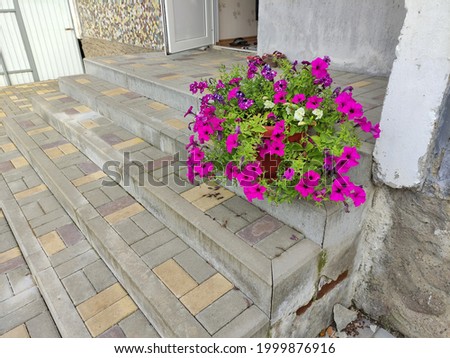 Pot of petunia flowers in front of the entrance to house