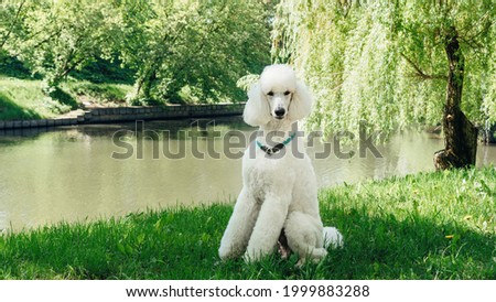 A purebred standard white poodle dog sits on a green lawn and waits for the training command. Impeccable grooming of the fluffy fur of the king poodle dog. Large domestic white dog with a collar. Royalty-Free Stock Photo #1999883288