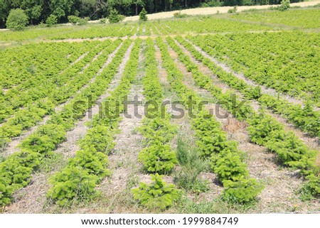 Firs in a plantation in Sauerland, Germany Royalty-Free Stock Photo #1999884749