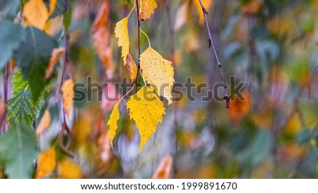 Colorful autumn birch leaves on a tree. Autumn background with birch leaves