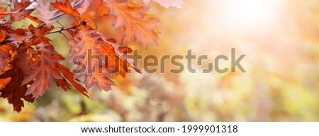 Autumn background with dry oak leaves in the forest on a blurred background, copy space