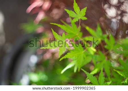 Japanese maple bush fresh green leafs close up shot top view shallow depth of field.