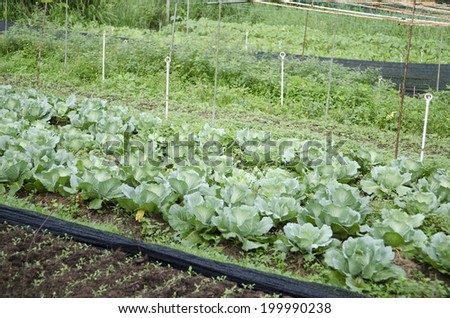 Stock image of vegetables growing at an organic farm 