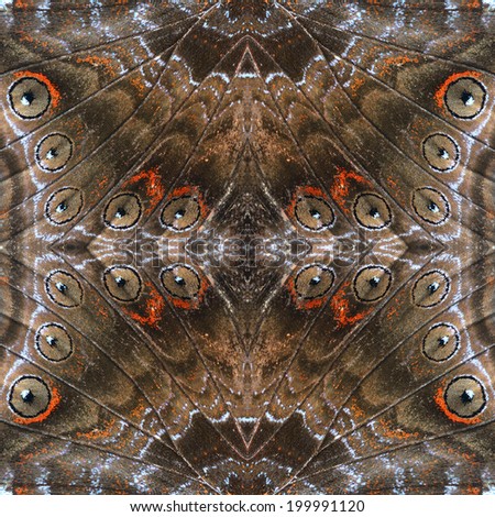 Beautiful colorful pattern background texture made from butterfly's wing.