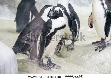 Penguins play in the snow