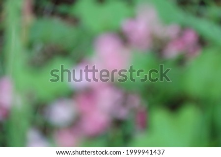 blur flower in tropical forest nature outdoor