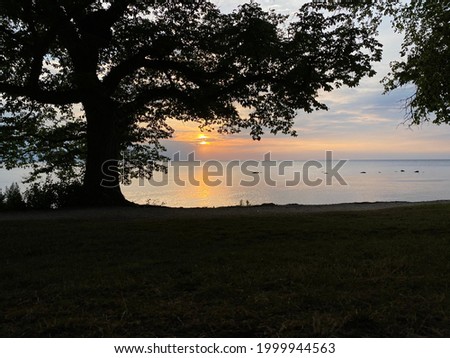 A black tree and a beautiful sunset. The picture is taken in Visby, on Gotland in Sweden.