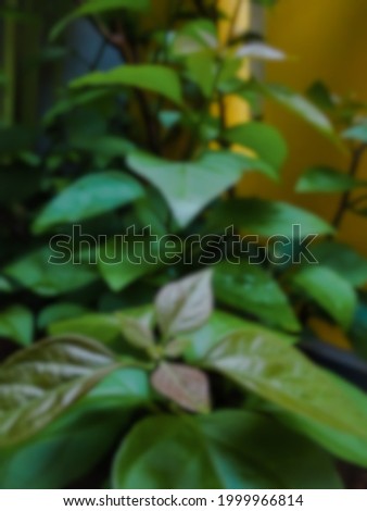 Defocused abstract background of plant the garden