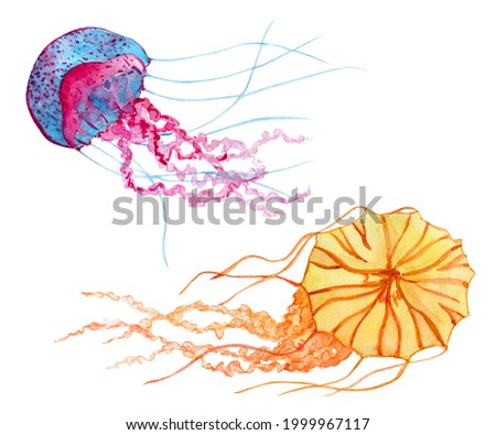 Two jellyfish hand drawn watercolor clip art