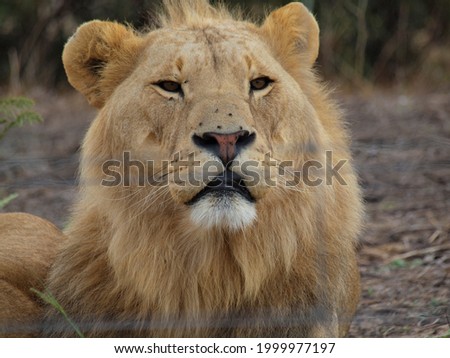 Picture of a Lion taken at a Park in South Africa