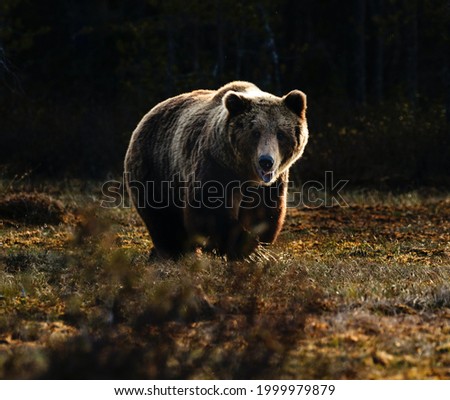 A beautiful picture of a Russian bear in the middle of the forest