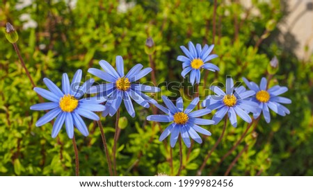Beautiful blue marguerite flowers with yellow eyes rising above the foliage. Kingfisher daisy or Felicia amelloides is hairy, herbaceous, evergreen, flowering plant in the daisy family Asteraceae.