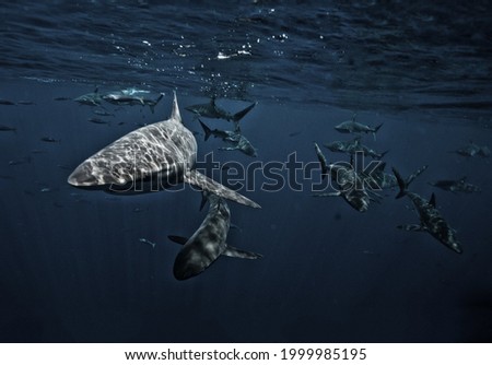 A flock of magnificent bull sharks is illuminated by the glare of sunlight penetrating through the sea water