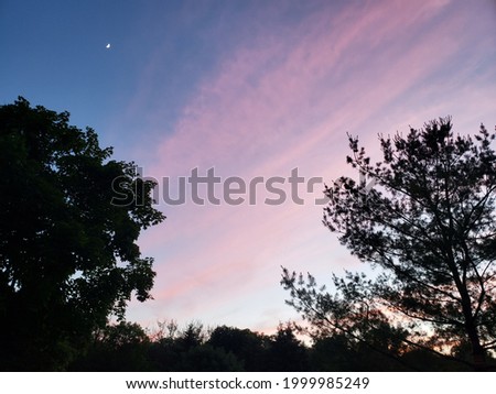The moon between the trees with cotton candy clouds