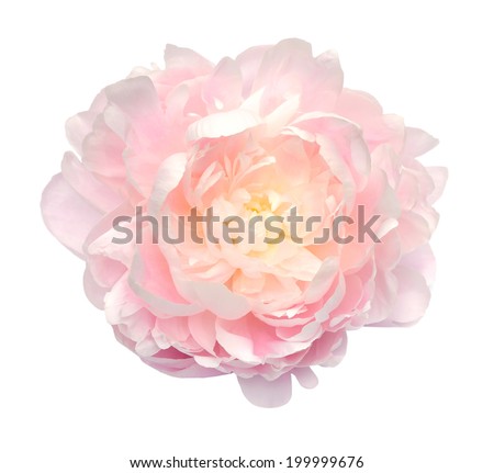 beautiful peony flower isolated on white background 