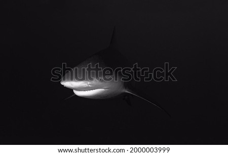 Gorgeous bull shark close-up on a black background