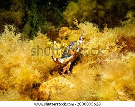 An orange crab in yellow seaweed. Scuba diving in Oresund, the water between Sweden and Denmark