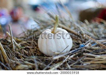 Halloween pumpkin. White pumpkin on a background of hay in a rustic style. Background for Halloween. Place for text