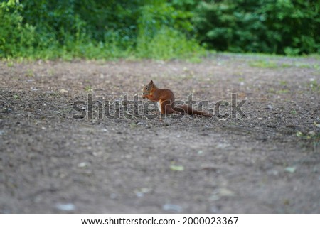 Squirrel crawling on the ground looking for food, Stuttgart, Germany