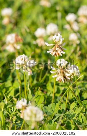 White clover (Trifolium repens) flowers on a fuzzy natural meadow background. Nectar plant, fodder and medicinal plant.