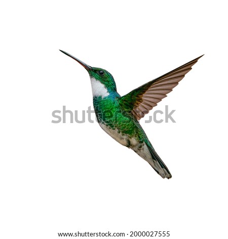 Flying hummingbird isolated on white background Royalty-Free Stock Photo #2000027555